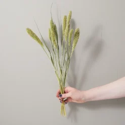 Bunch of Green Foxtail^Be Home Discount