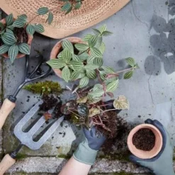 Forged Fork^Be Home Cheap