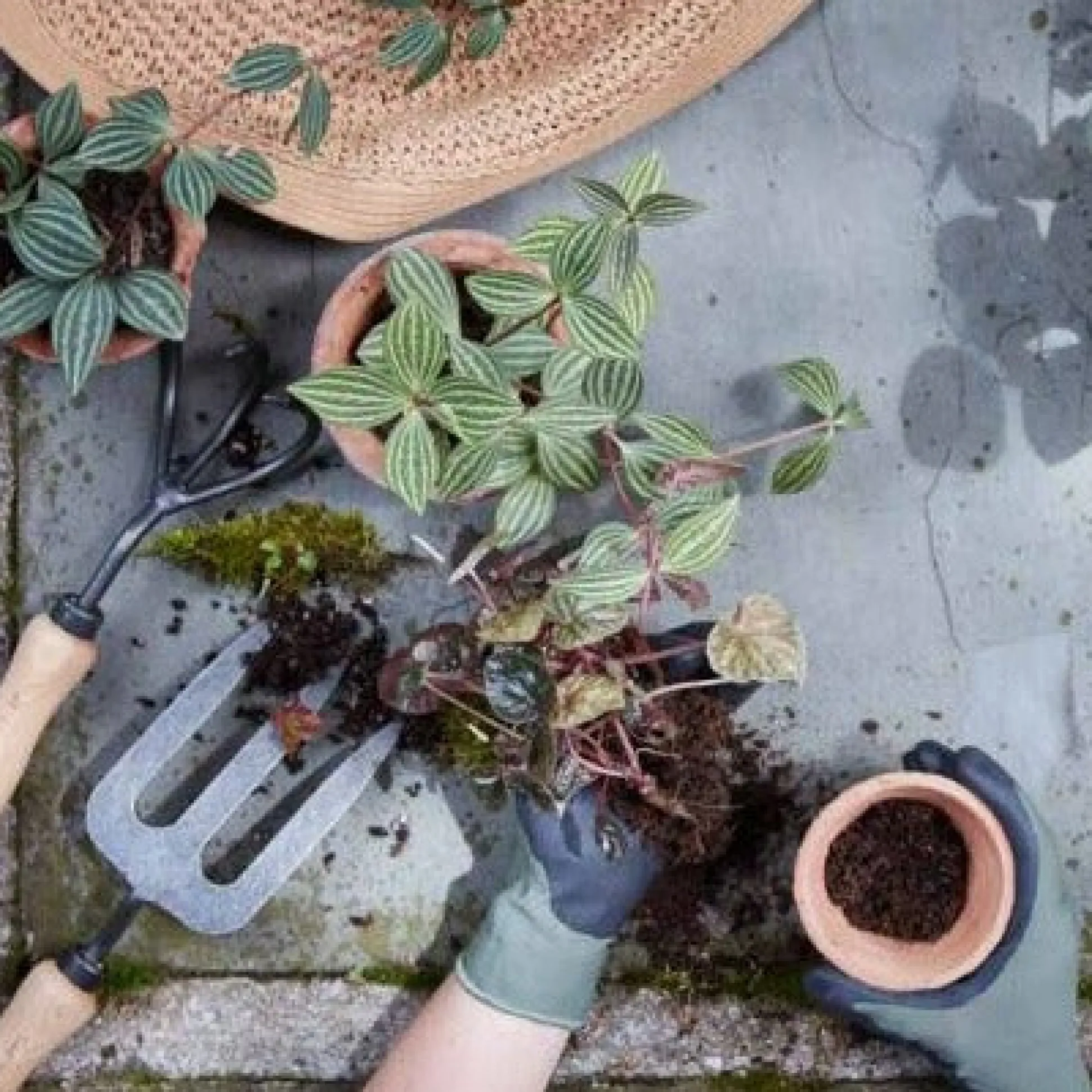 Forged Fork^Be Home Cheap