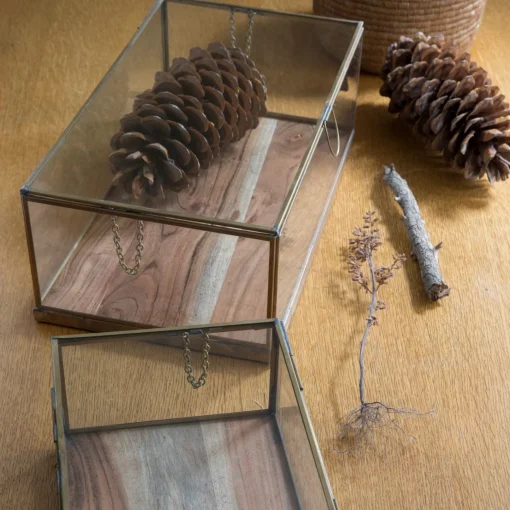Glass Display Case with Wood Base Medium^Be Home Best Sale