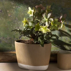 Morrigan Trough^Be Home Discount